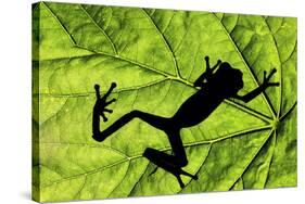 Red-eyed tree frog silhouetted on tropical leaf-Adam Jones-Stretched Canvas