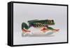 Red Eyed Tree Frog Walking-DLILLC-Framed Stretched Canvas