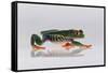 Red Eyed Tree Frog Walking-DLILLC-Framed Stretched Canvas