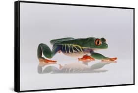 Red Eyed Tree Frog Walking-DLILLC-Framed Stretched Canvas