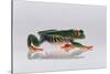 Red Eyed Tree Frog Walking-DLILLC-Stretched Canvas