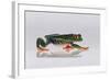 Red Eyed Tree Frog Walking-DLILLC-Framed Photographic Print