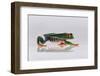 Red Eyed Tree Frog Walking-DLILLC-Framed Photographic Print