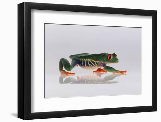 Red Eyed Tree Frog Walking-DLILLC-Framed Photographic Print