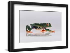 Red Eyed Tree Frog Walking-DLILLC-Framed Photographic Print