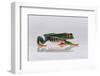 Red Eyed Tree Frog Walking-DLILLC-Framed Photographic Print