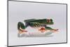 Red Eyed Tree Frog Walking-DLILLC-Mounted Photographic Print