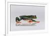 Red Eyed Tree Frog Walking-DLILLC-Framed Photographic Print