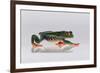 Red Eyed Tree Frog Walking-DLILLC-Framed Photographic Print