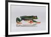 Red Eyed Tree Frog Walking-DLILLC-Framed Photographic Print