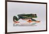 Red Eyed Tree Frog Walking-DLILLC-Framed Photographic Print