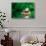 Red-Eyed Tree Frog-null-Stretched Canvas displayed on a wall