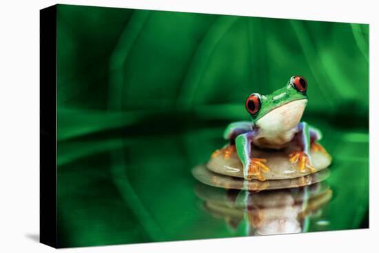 Red-Eyed Tree Frog-null-Stretched Canvas