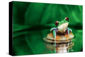 Red-Eyed Tree Frog-null-Stretched Canvas