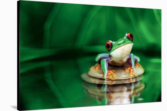 Red-Eyed Tree Frog-null-Stretched Canvas