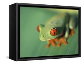 Red Eyed Tree Frog-Frans Lemmens-Framed Stretched Canvas