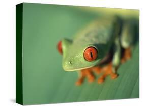 Red Eyed Tree Frog-Frans Lemmens-Stretched Canvas