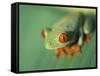 Red Eyed Tree Frog-Frans Lemmens-Framed Stretched Canvas