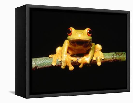 Red-eyed tree frog-Gary Bell-Framed Stretched Canvas