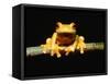 Red-eyed tree frog-Gary Bell-Framed Stretched Canvas