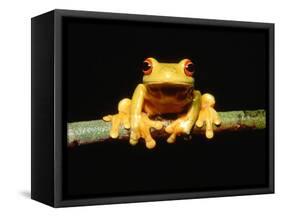 Red-eyed tree frog-Gary Bell-Framed Stretched Canvas