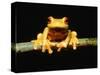 Red-eyed tree frog-Gary Bell-Stretched Canvas