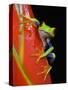 Red-eyed Tree Frog-Kevin Schafer-Stretched Canvas