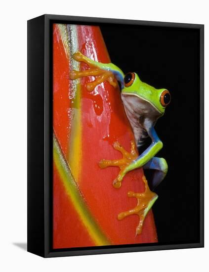 Red-eyed Tree Frog-Kevin Schafer-Framed Stretched Canvas