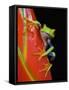 Red-eyed Tree Frog-Kevin Schafer-Framed Stretched Canvas