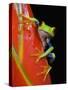 Red-eyed Tree Frog-Kevin Schafer-Stretched Canvas