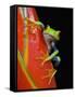 Red-eyed Tree Frog-Kevin Schafer-Framed Stretched Canvas