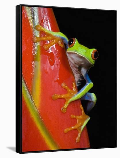 Red-eyed Tree Frog-Kevin Schafer-Framed Stretched Canvas