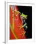 Red-eyed Tree Frog-Kevin Schafer-Framed Premium Photographic Print