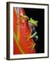 Red-eyed Tree Frog-Kevin Schafer-Framed Premium Photographic Print