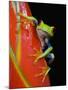 Red-eyed Tree Frog-Kevin Schafer-Mounted Premium Photographic Print