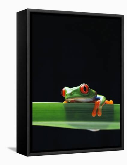 Red-Eyed Tree Frog-Chase Swift-Framed Stretched Canvas