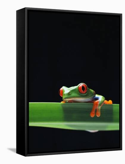 Red-Eyed Tree Frog-Chase Swift-Framed Stretched Canvas