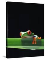 Red-Eyed Tree Frog-Chase Swift-Stretched Canvas