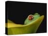 Red-Eyed Tree Frog-David Northcott-Stretched Canvas