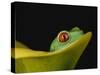 Red-Eyed Tree Frog-David Northcott-Stretched Canvas