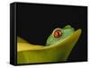 Red-Eyed Tree Frog-David Northcott-Framed Stretched Canvas