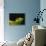 Red-Eyed Tree Frog-David Northcott-Stretched Canvas displayed on a wall