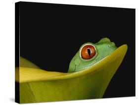 Red-Eyed Tree Frog-David Northcott-Stretched Canvas