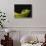 Red-Eyed Tree Frog-David Northcott-Stretched Canvas displayed on a wall