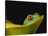 Red-Eyed Tree Frog-David Northcott-Stretched Canvas