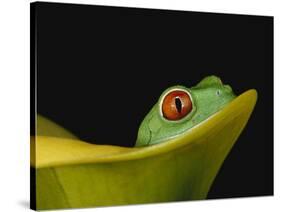 Red-Eyed Tree Frog-David Northcott-Stretched Canvas