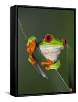 Red-Eyed Tree Frog-Adam Jones-Framed Stretched Canvas