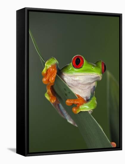 Red-Eyed Tree Frog-Adam Jones-Framed Stretched Canvas