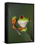 Red-Eyed Tree Frog-Adam Jones-Framed Stretched Canvas