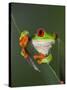 Red-Eyed Tree Frog-Adam Jones-Stretched Canvas